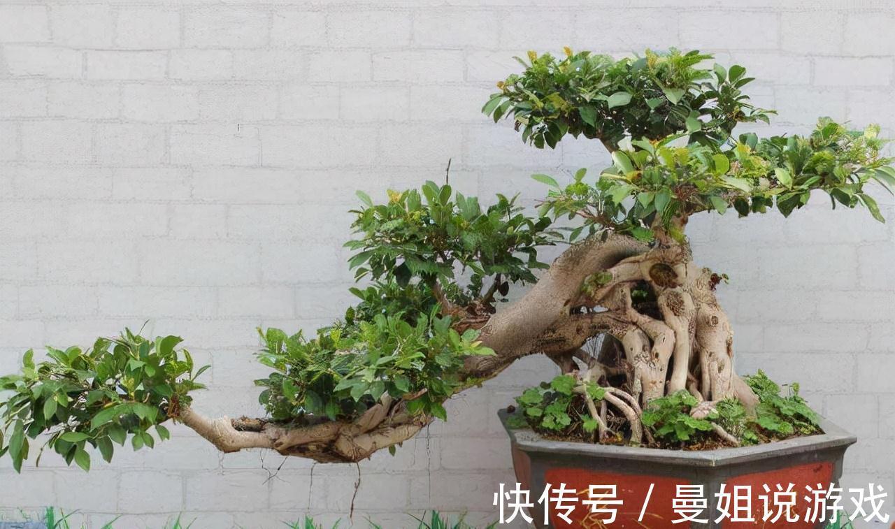 养花|这2种树最耐养,每天剪1刀,土里喂点料,蹭蹭长成小盆景