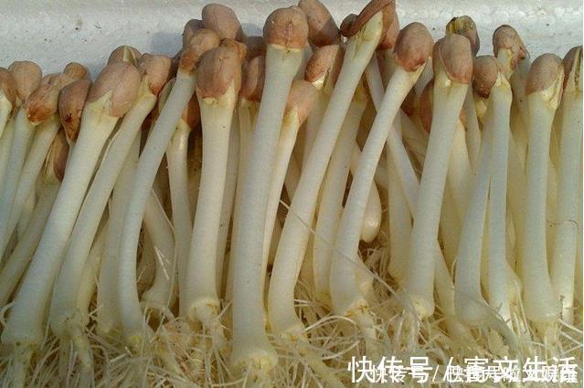 马铃薯|这四种东西发芽后，前三种都是能吃的，最后一种千万不能吃