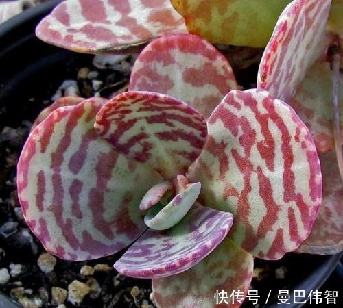 白粉|10款紫色系多肉,每一款都浪漫好养,养一盆“紫气东来”!