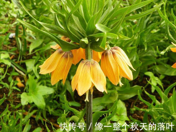 本草述|女性坚持吃此“止咳花”，防乳癌治疗感冒，缓解咳嗽，远离妇科病