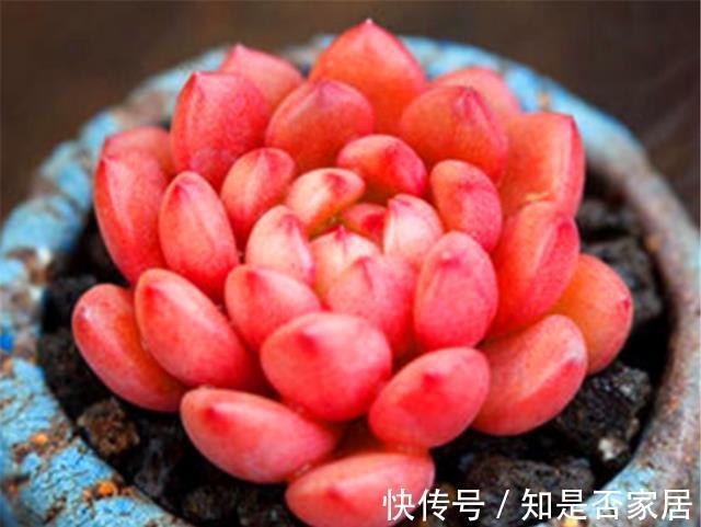 口诀|夏天养多肉红宝石,牢记3句口诀,不褪色叶子肥,火红喜庆颜色亮