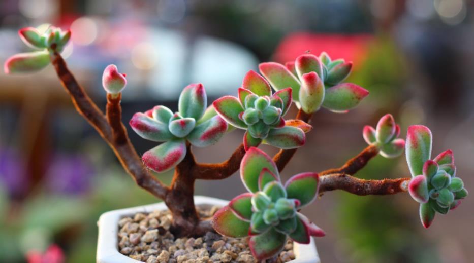 养护|养多肉,不是任何时候都该控水!