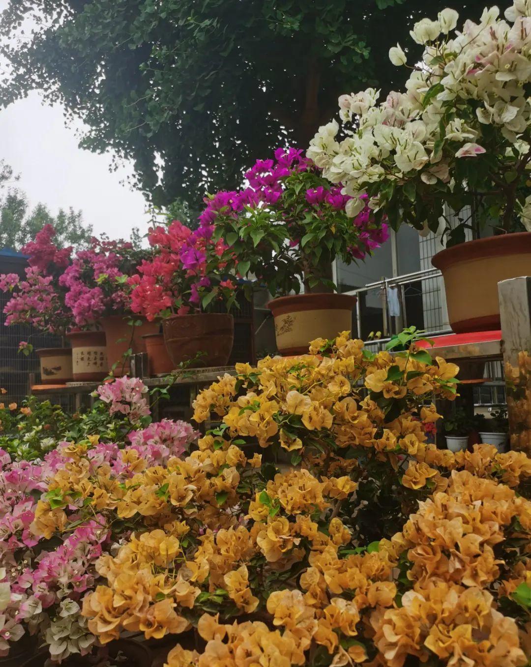 风雨兰|从养花大神家，偷来3个爆花技巧，快学，24小时后删