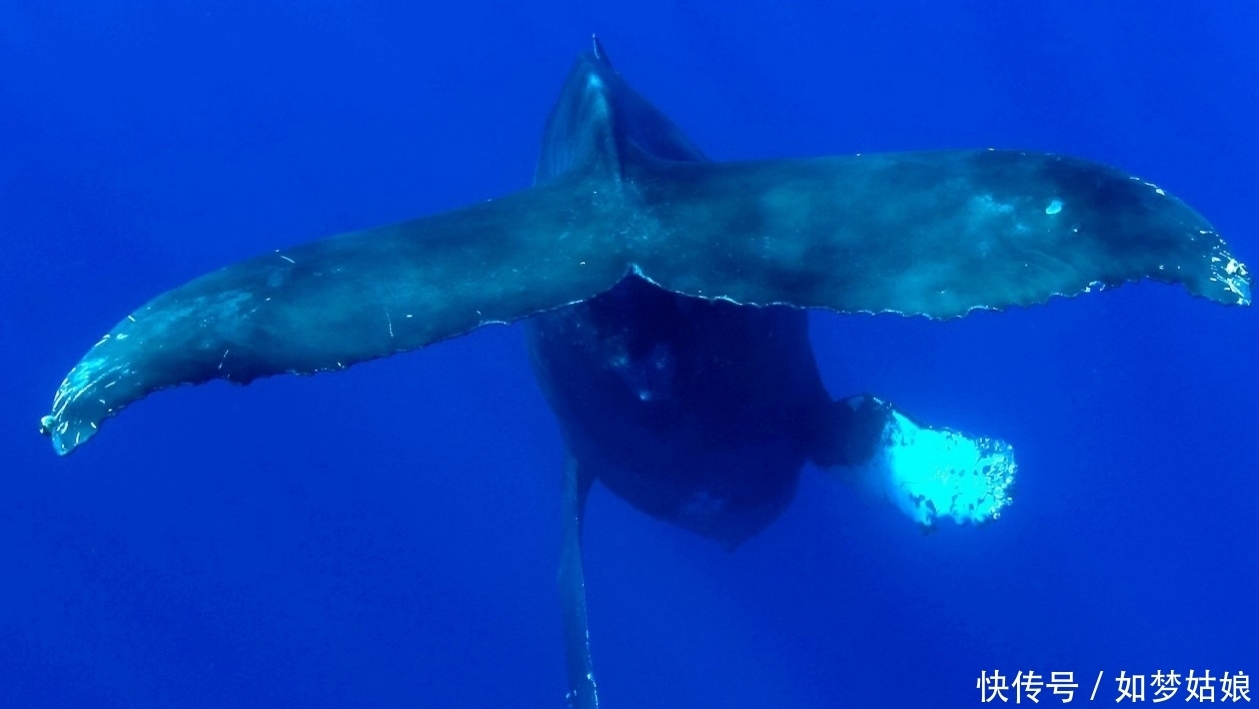 近距离 暖海实拍座头鲸 我们一起近距离接触它们