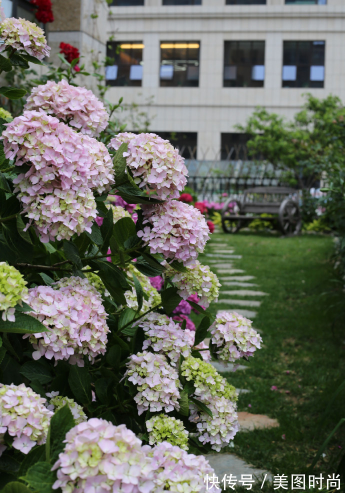 阳台上|为建花园,不顾反对买了一楼带院子,3年的亲手布置朋友都羡慕了