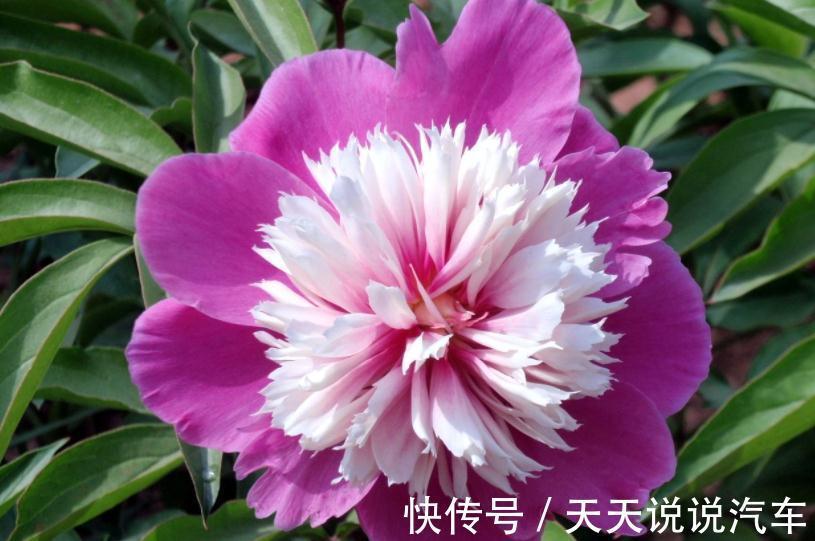 几种植物立冬节气种植,财源滚滚“不请自来”,一般人我都不告诉