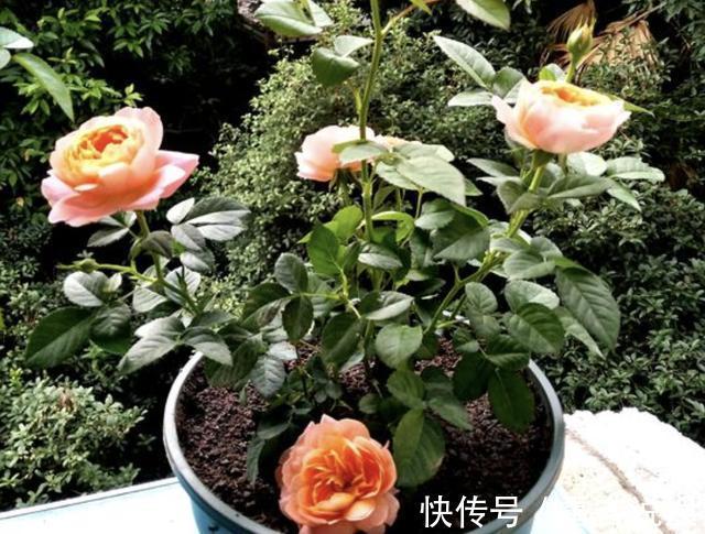 月季花朵变小记得将“3步”做好，20天后花朵“拳头大”，漂亮