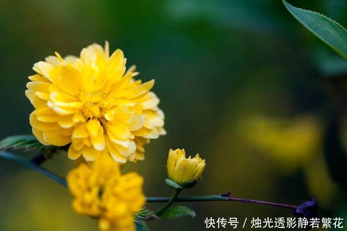 此花金花满枝,高贵雅致,被认为最有观赏价值的花卉,象征着高贵