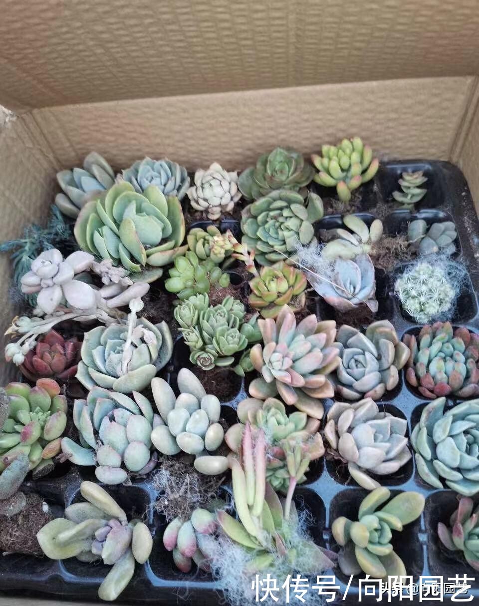 多肉植物|九块九的多肉穴苗，10个品种，值得买吗？眼光放远点，不要买