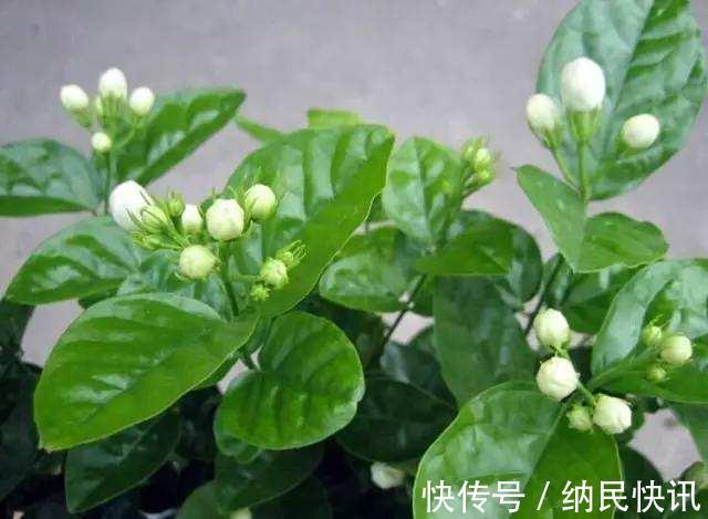 3种“养花宝”，加在盆里，吊兰富贵竹真喜欢，蹭蹭长！