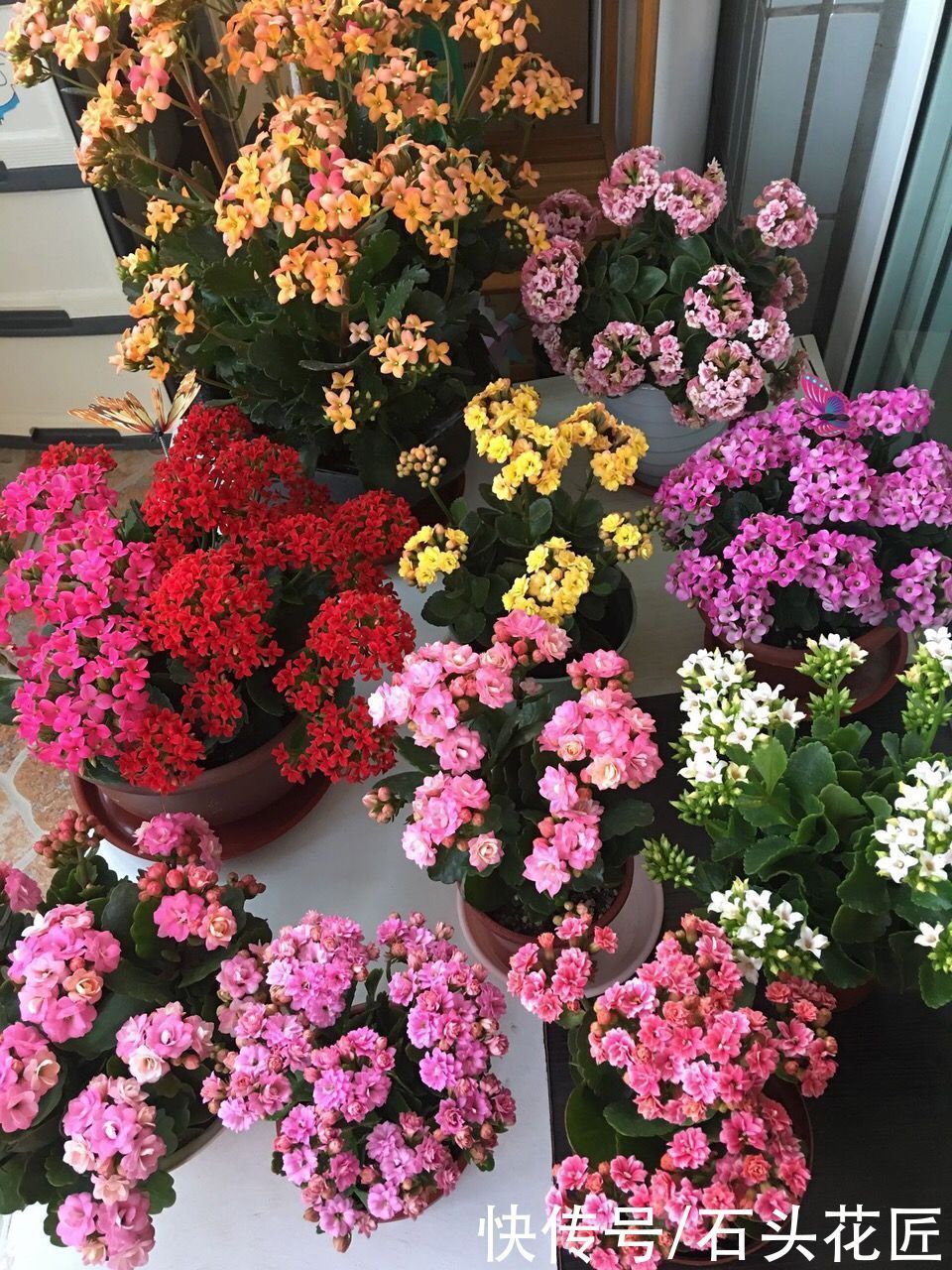 休眠期|她对长寿花“痴迷”,2个阳台、6个窗台都摆满了,过年开成花海