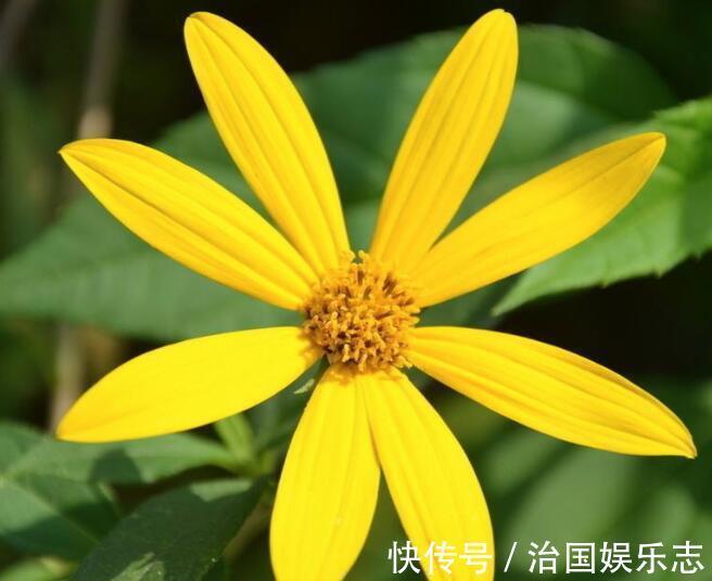 浇水量|菊花叶子发焉无精打采教你“4法”，花开爆盆，遮阴控肥是关键