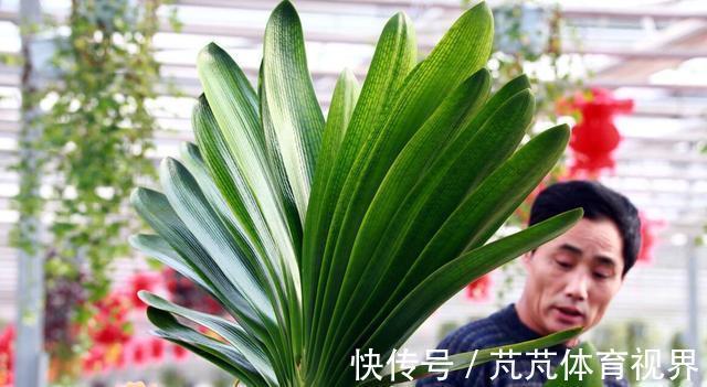 花盆|君子兰有“6怕”,难怪总是养不好,新手规避