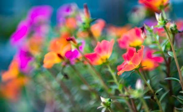 养此6种花要狠狠晒,越晒越能开,不然只见叶子不见花