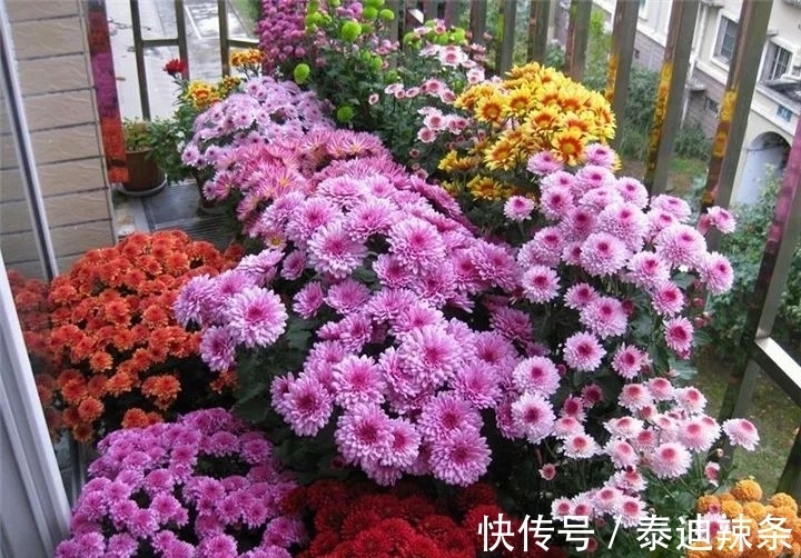 防盗窗养这5盆花,开花多、花期长,邻居看了都眼红