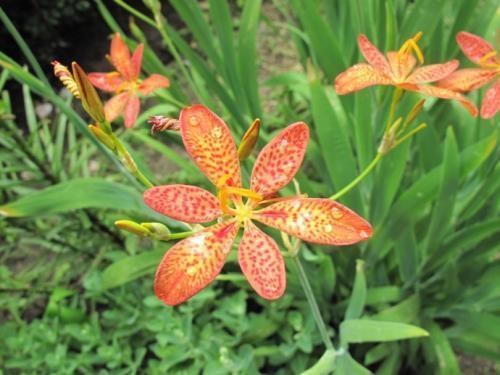 三农|农村山坡常见的野草,可以降低血脂,见过吗