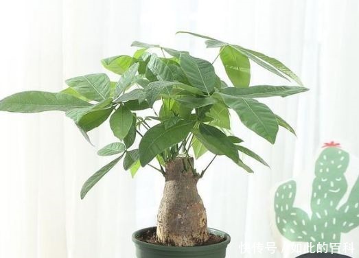 客厅养花别乱养，3种花最合适，最后一种镇宅、聚财又养人！