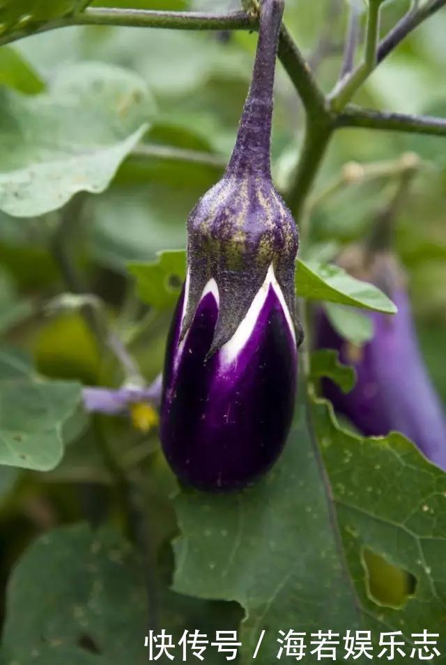 茄子|怎样让一只茄子也显得有文化