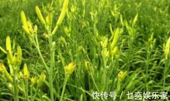 hm2|黄花菜明目安神,滋养皮肤,农民只需掌握一点,收获高产的黄花菜