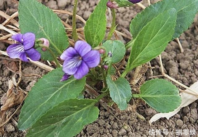 山坡下、树林里,生长着1种“紫花地丁”,少有人留意,却珍贵!