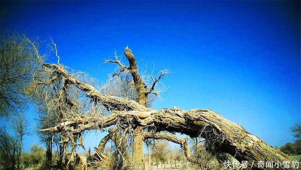 胡杨|塔克拉玛干沙漠有种会装死的树，一遇到水就起死回生，世界罕见