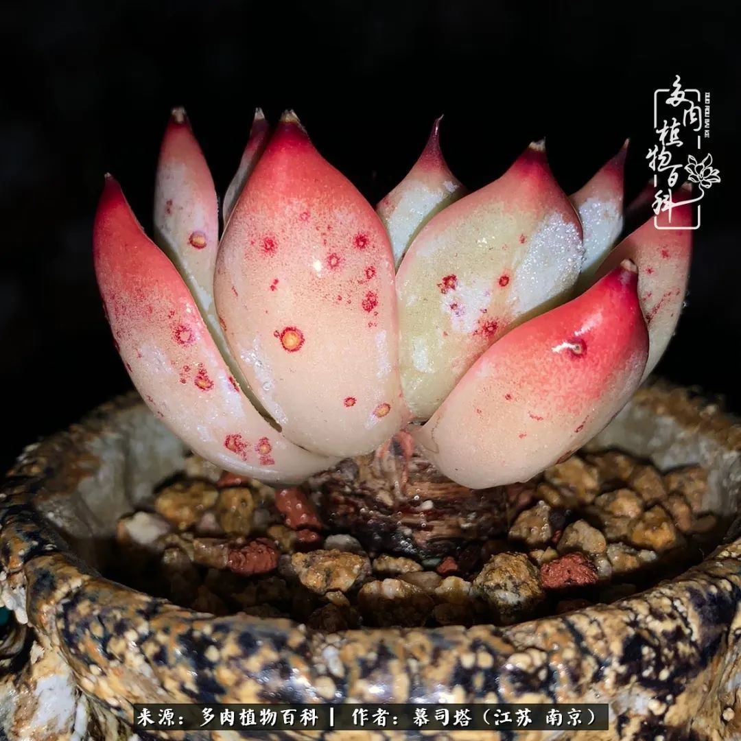 当多肉小白磕上吉娃娃！把自己都要美哭了！