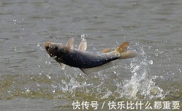 水草|冬钓鲤鱼，这3个地方才最藏鱼！很多人却不知道