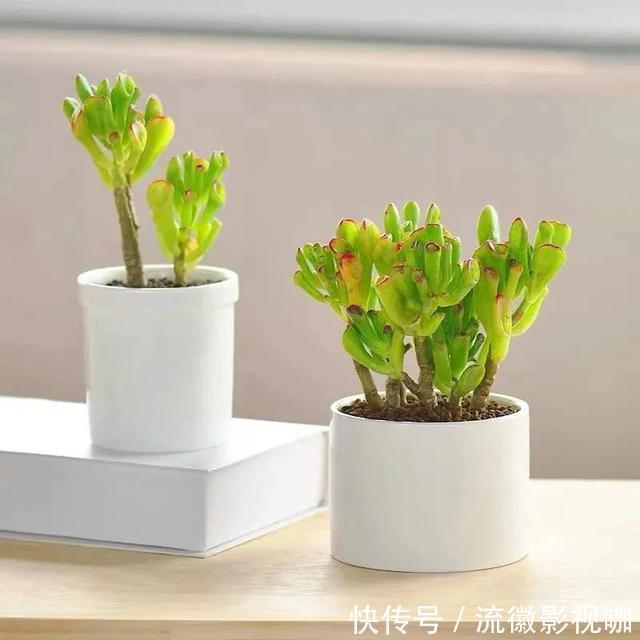 腐殖质|8种“丑花”，个个都有好兆头，家里养几盆，镇宅吉祥，越养越爱