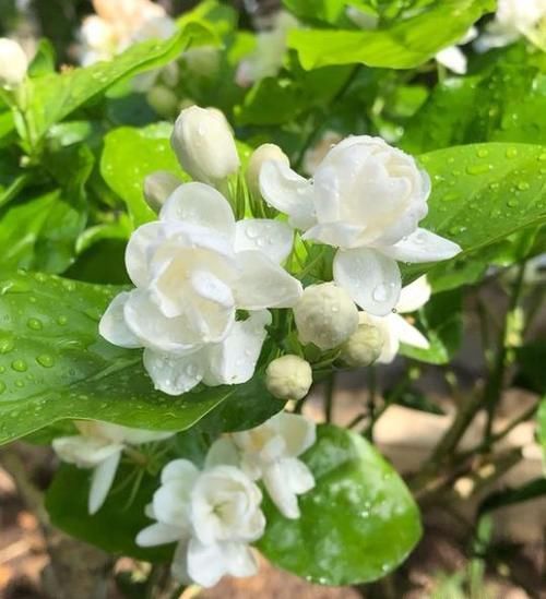  有没有四季都开花的植物，能给推荐一下吗？