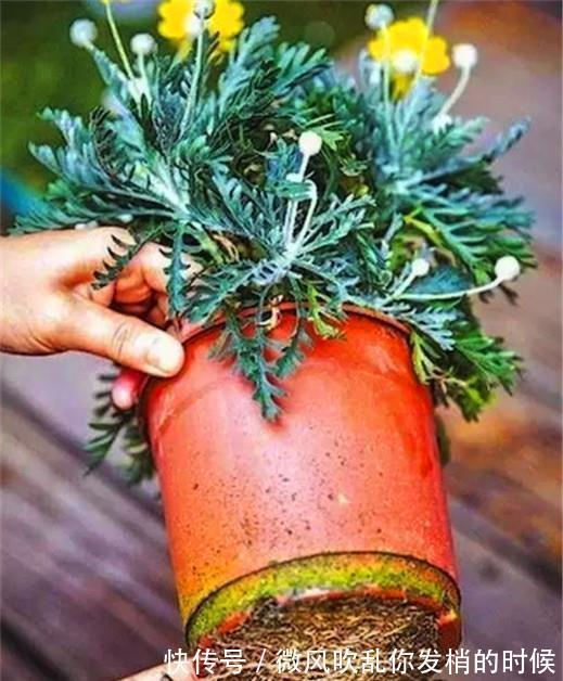 光照|阳台养花“6大错”，错了一个就黄叶，都占了就是“养花杀手”