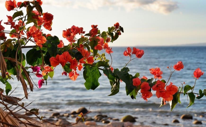 品种|三角梅这样养，全年都能有花看，养好了还能见花不见叶
