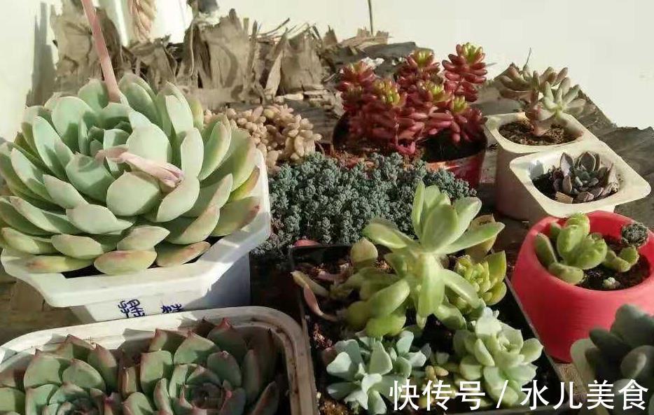 早剪|赞！天热盆栽多肉，满足此3点，安全度夏，谁见了都喜欢