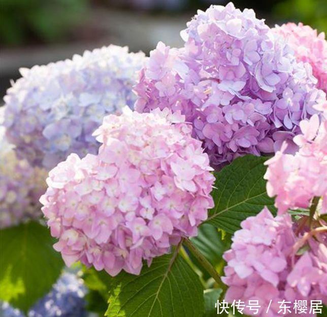 4种花超好养的,半年不用管,照样长得旺