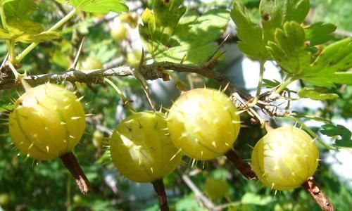 吸烟|肺部“清道夫”找到了!经常吃一点,润肺解毒,或能远离肺病