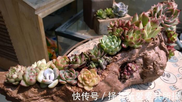 秋天买的多肉，3个“进门礼”，嗖嗖冒白根，挤满新芽芽