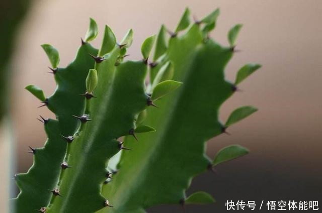 龙骨花长得瘦弱，咋回事该怎么办！