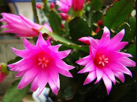 1种花，比蟹爪兰还漂亮，比仙人球还好养，1节枝条，轻松养爆盆！