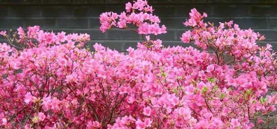 兰花|6种北方不适合养的花卉,技术不到位容易死,非高手就不要考虑了