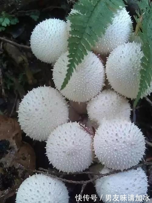 奇花、奇花、奇花、罕见奇花,赶快打开欣赏吧