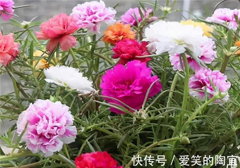 绯花玉|夏天养几盆“喜阳花”,花色艳丽开花多,皮实好养适合新手