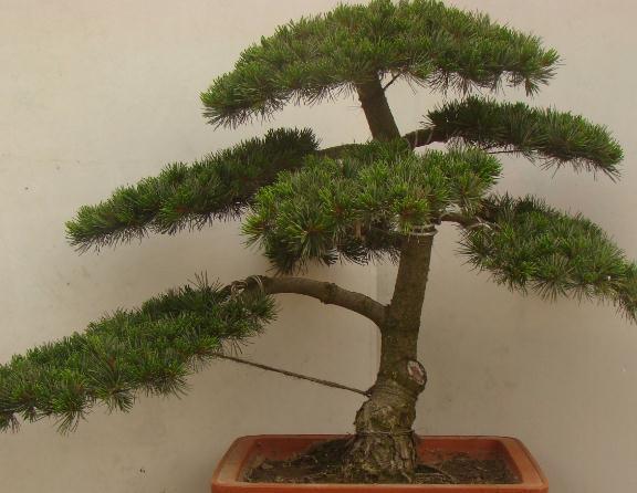 不会养花就养“3种树”,光一照就能长,养成老桩,价值翻10