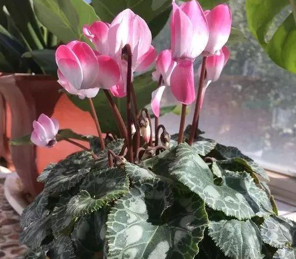 入冬后,这些花别折腾,越折腾越死