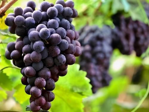 每天晚上可以吃3种食物,美容养生,滋润肌肤,有益健康