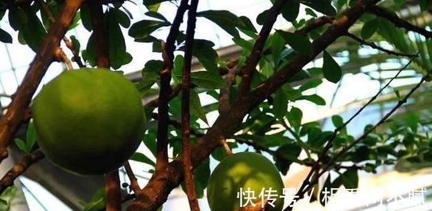 牌子|小伙发现树上长满了“西瓜”，看清旁边牌子上的字后，恍然大悟
