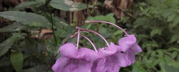 这种能续筋接骨的草药,长在路边,竟无人认得,中医,真的式微了