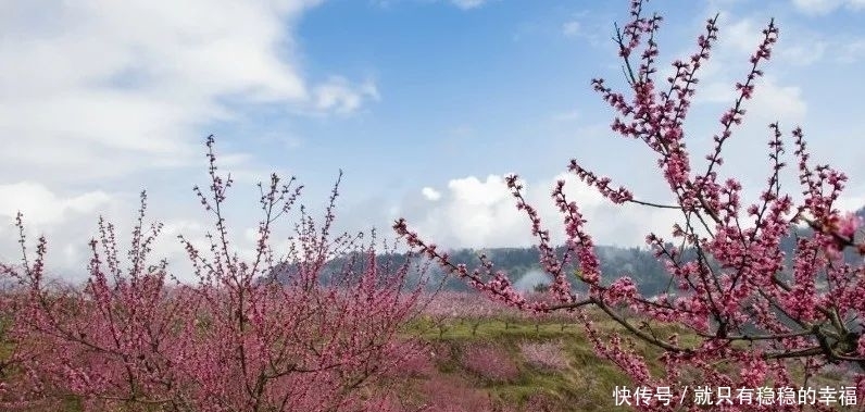 中国宣汉：春风十里，三月花海艳巴山