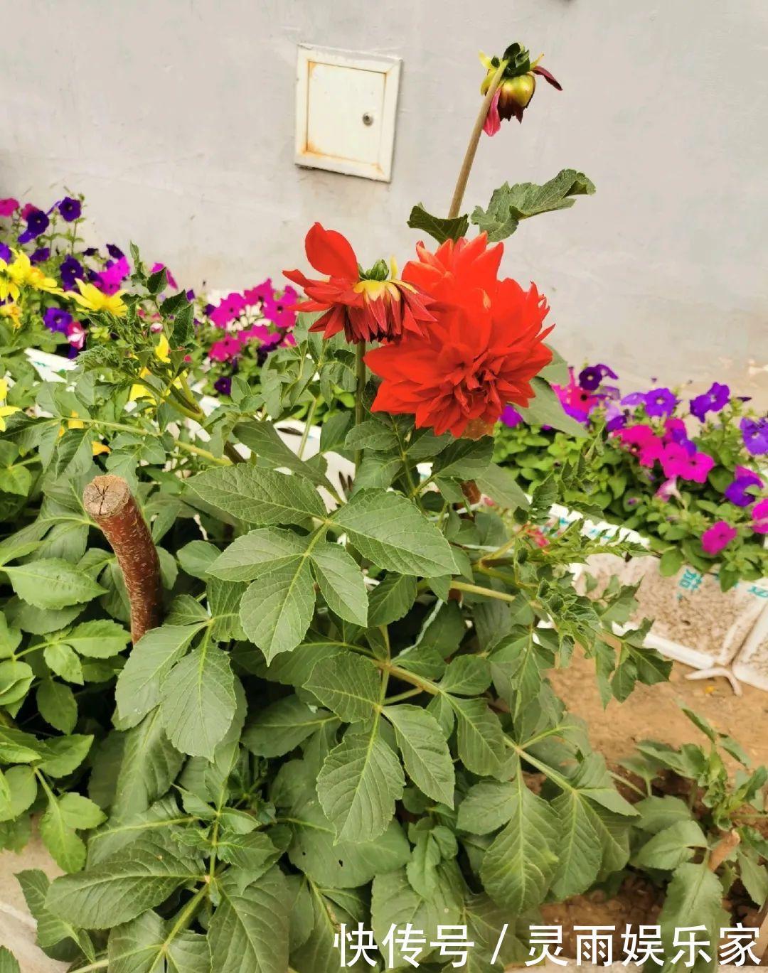 70岁老妈,一天也闲不住,院子里种满了花!