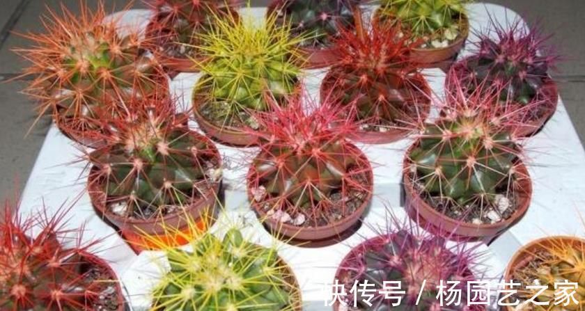 花友|这3类多肉盆栽价钱合适也不值得入手，养不久、养不活