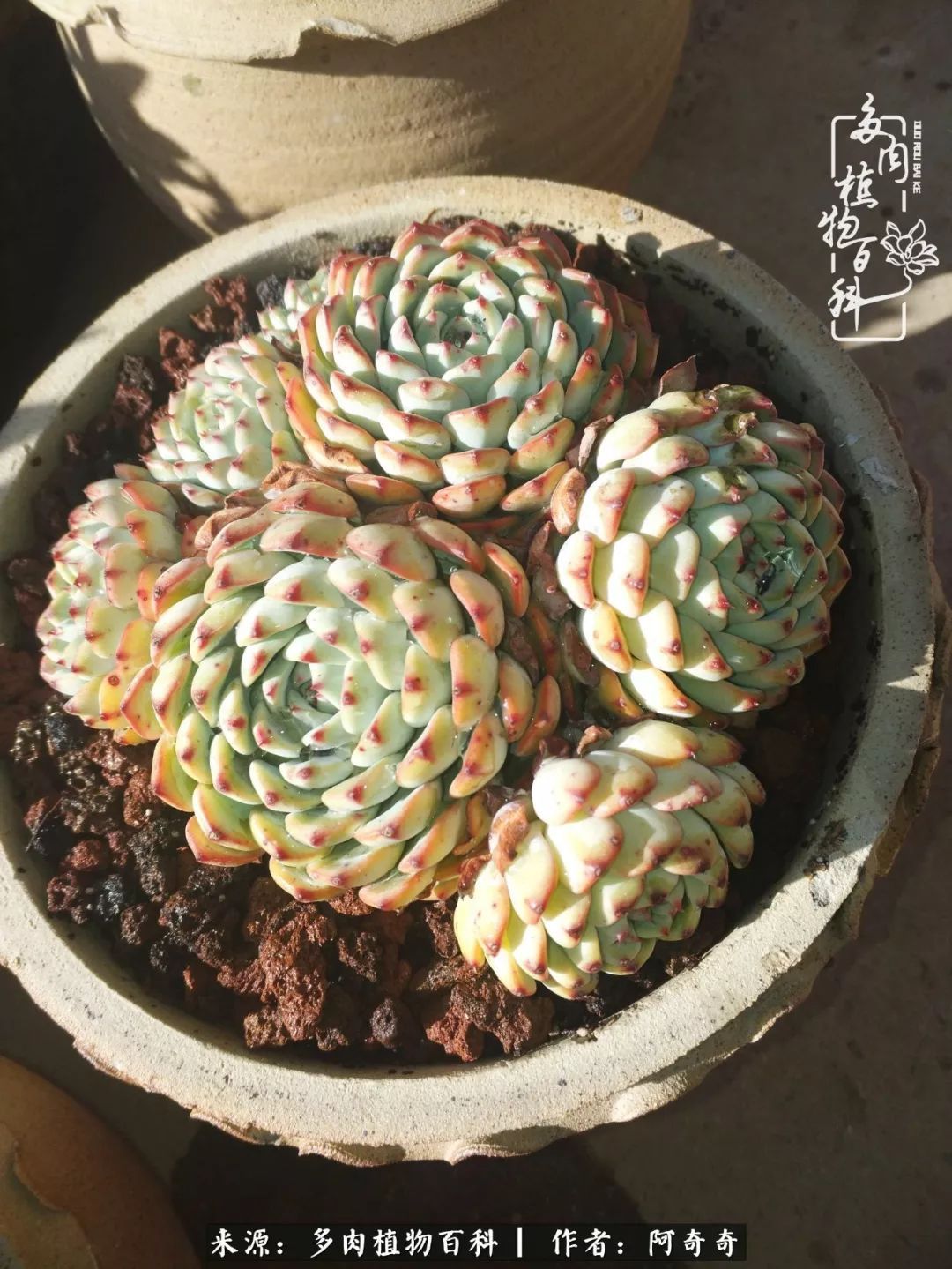 静心养多肉，只是为了在成人的世界里随波不逐流！