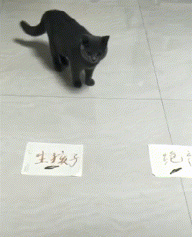 |搞笑GIF:在作死的路上一发不可收拾,这酸爽